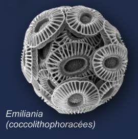 Coccolite ou « graines de pierre »